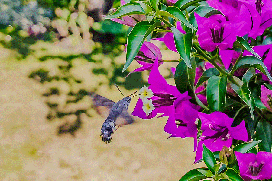 Taubenschwänzchen auf Nektarsuche bei unserer Bougainvillea - Fotos JoSt   2025